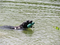 Water Training day