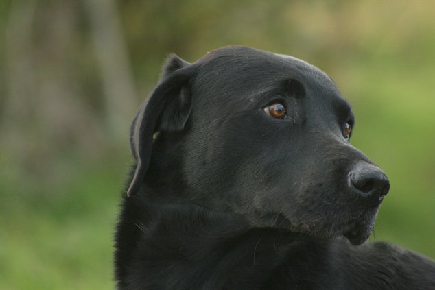 large short haired retriever type dog